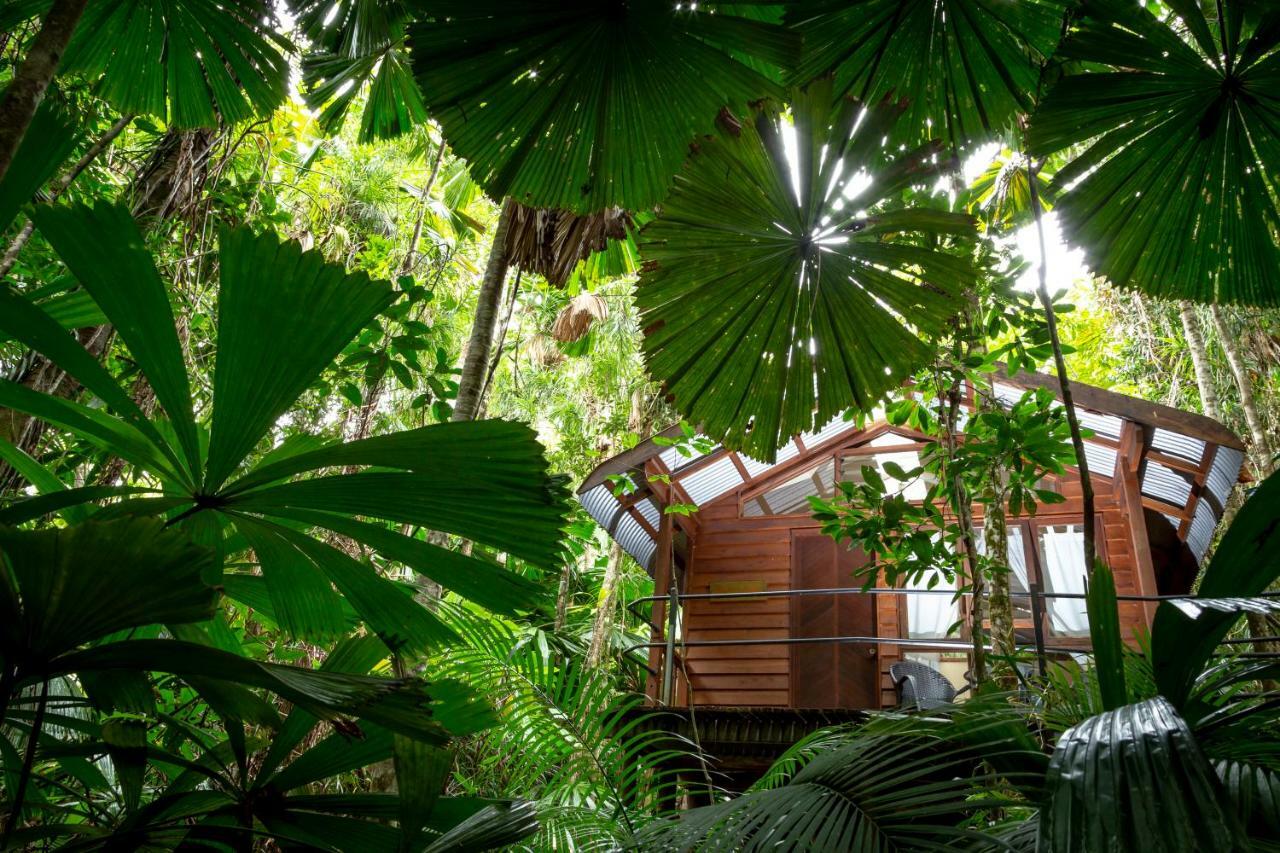 Wilderness Daintree